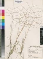 Image result for Trichoneura grandiglumis