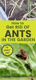 7 Ways To Get Rid Of Ants In The Garden Naturally