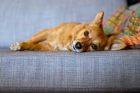 Not sure why the human society hasn't stepped. Nikon Z5 Review The Best Value Stills Oriented Full Framer Digital Photography Review