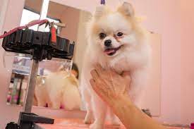 Petco grooming: BusinessHAB.com