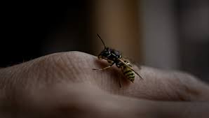 Yellow jacket sting treatment is similar to treating a bee sting. Can Yellow Jackets Wasps Bite And Sting Multiple Times School Of Bees