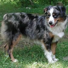 Bloodlines red factored up to date on worming and. Miniature Australian Shepherd Puppies Home Facebook