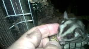 Muito sociável, o animal vive em grandes bandos e tem feito muito sucesso como bicho de estimação. Petauro Do Acucar A Comer A Mao Youtube