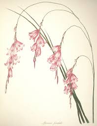 Image result for Dierama densiflorum