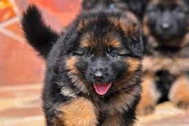 Our new puppy's mutt lineage has seemingly become something of a fad. German Shepherd Puppies For Adoption Allshepherd