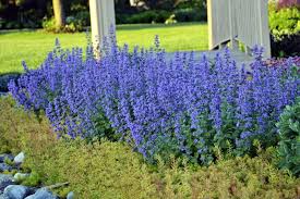 Great news for arid gardens, nepeta was built to endure summer's worst tendencies. Low Key Catmint The Way To Go Winnipeg Free Press Homes