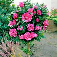 The species is hermaphrodite (has both male and female organs) and is pollinated by. Hardy Rose Hibiscus Tree Drought Resistant Not Soil Picky Full Sun Or Part Shade 19 95 Per Tree These Woul Hibiscus Tree Hardy Hibiscus Flowering Trees