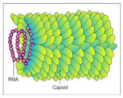 Pin On Tobacco Mosaic Virus