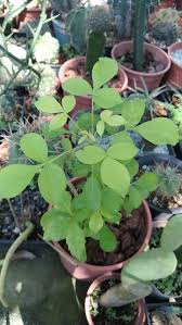 Image result for Commiphora pteleifolia
