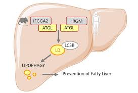 Liver structure liver function human liver structure liver anatomy diagram of liver… Additional Genetic Cause For Non Alcoholic Fatty Liver Disease Discovered