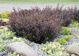 A gorgeous, clumping ground cover that packs a punch with deep red tones.it grows as a low, dense tuffet of foliage that can range in color from deep pink to burgundy to aubergine. Sedum Sunsparkler Jade Tuffet Pp28090 Stonehouse Nursery