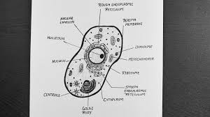 Check spelling or type a new query. Diagram Of Animal Cell How To Draw Animal Cell Step By Step Biology Ncert Cbse Youtube