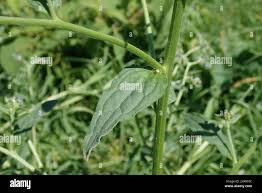 Image result for Cynoglossum lanceolatum