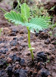 Image result for Sesbania sesban