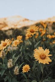 Flowers Papatya Yellow Aesthetic Aesthetic Backgrounds Nature