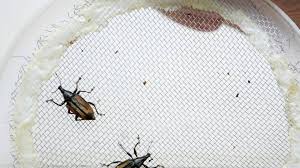 Larval root weevils will look like white grubs or worms and will be found in the soil. Garden Tips Get Rid Of Root Weevils In The Garden Tri City Herald