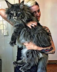 Black And White Maine Coon Cats For Sale Pin On Maine Coon
