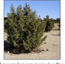 Image result for Juniperus procera