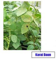 We did not find results for: Minyak Cengkeh Sebagai Fungisida Nabati Untuk Mengendalikan Karat Daun Berita Pertanian Mitalom