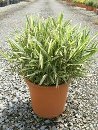 Image result for Pleioblastus fortunei