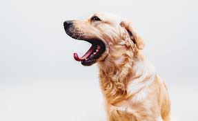 Dog teeth are powerful, but they're not indestructible. Dog Teeth Vs Human Teeth Mission Hills Family Dental San Marcos