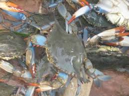 Image result for Crabbea nana