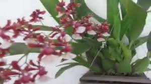 Glass facades and the undulating roof highlight the extravagant appearance of the vandusen visitor. Orchid Flower Rooftop Farming Roof Garden à¦› à¦¦ à¦¬ à¦— à¦¨ Youtube