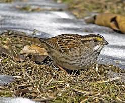 Brown Bird With White Stripe On Head Pin By Helen Brown On Birds House Sparrow Song Sparrow Common Birds