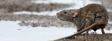 Ratten im haus sind erst einmal schlimmer, als wenn man sie „nur im garten hat. Schadnager Was Tun Wir Sagen Was Bei Einem Befall Zu Tun Ist