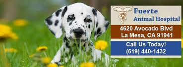 Munoz now shares his experience with our clients at both. Fuerte Animal Hospital Home Facebook
