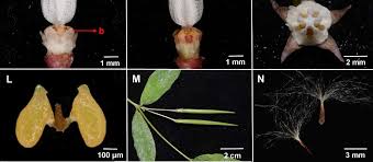 Image result for Neoschumannia cardinea