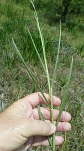 Image result for Panicum repens