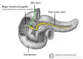 The pancreas is both an exocrine and endocrine organ. The Pancreas Anatomy Duct System Vasculature Teachmeanatomy