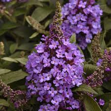 Image result for Buddleja pulchella