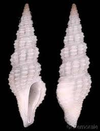 Image result for Tristicha