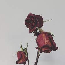 Mawar yang layu bunga wallpaper bunga gambar mawar. Pin On My Blog