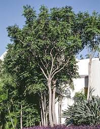 Image result for Polyscias kivuensis