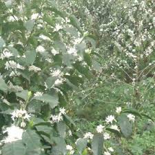Image result for Tricliceras lanceolatum