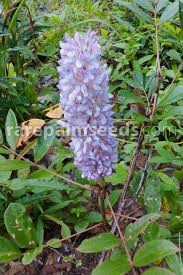 Image result for Uraria