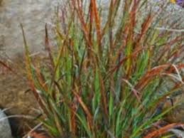 Tight, upright and sturdy habit. Cheyenne Sky Switchgrass Is A Small Ornamental Grass Horticulture