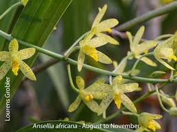 Image result for Ansellia