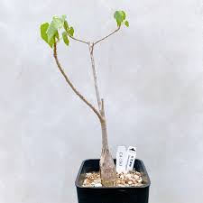 Image result for Sterculia rogersii