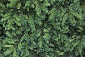 Knowing how to prune your palm tree can save you from damage to the plant, to your home, or costly code violations. How To Keep Christmas Tree Alive Christmas Tree Care 2020