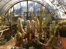 The sale will include succulents, cacti, and bromeliads from more than 25 regional nurseries and boutique growers. Austin Cactus And Succulent Society Home Facebook