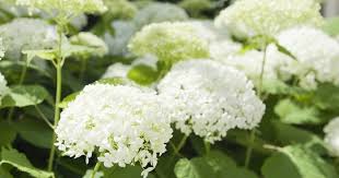 Schneeballhortensie Weisse Eleganz Straucher Garten Hortensien Garten Garten Hochbeet