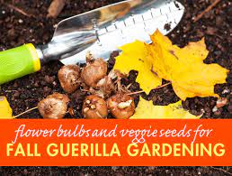 Guerilla Gardening In Fall Will Bring Early Flowers Next Spring