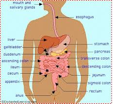 Human Body Systems Flashcards Quizlet In 2020 Human Digestive System Human Body Organs Human Body Systems