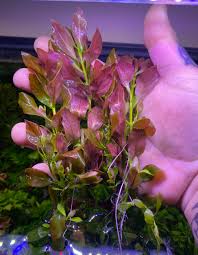 Image result for Ludwigia