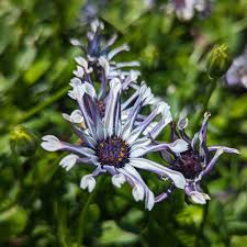 Image result for foto Osteospermum