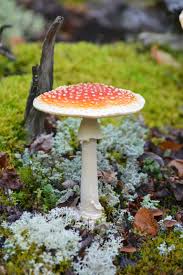 Pin On Mushroom Photo